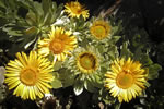 France Sunflowers