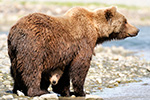 Peek-a-Boo Bear