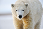 Baby Polar Bear