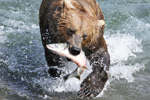 Good Catch